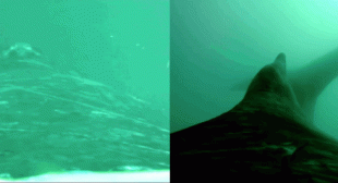 New Two-Lensed Camera Shows What It’s Like to Ride on the Back of Whale