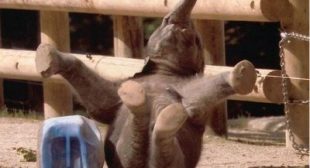 Kolkata Independent Model Escorts serivce